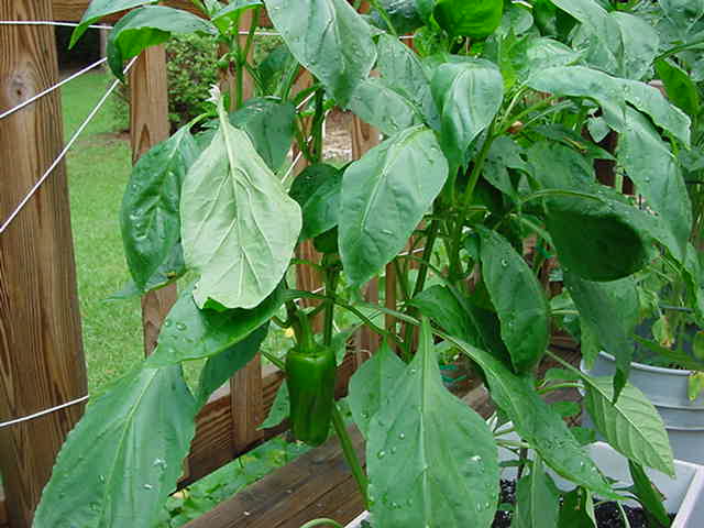 Gonna be a deck farmer...gotta have peppers